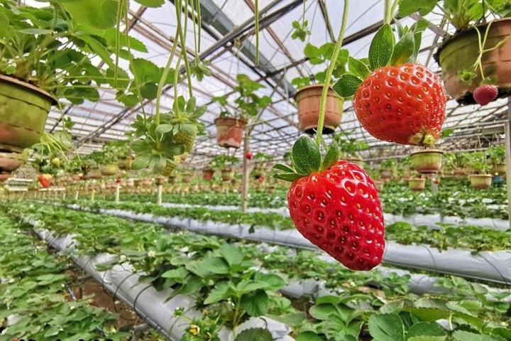 Cameron Kea Farm Hotel ブリンチャン エクステリア 写真
